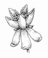 Asclepias Quadrifolia Milkweed Flower Copyright sketch template