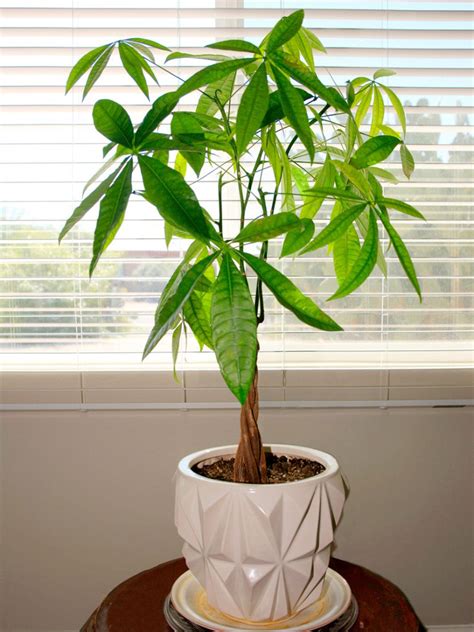 easy large indoor plants rubber plants  easy  grow
