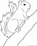 Squirrel Coloring Red Tree Pages Coloringpages101 69kb Printable sketch template