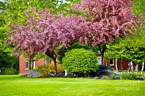 bursting blossoms photograph  faith harron boudreau fine art america