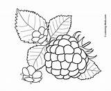 Coloring Berries Raspberry Pages Fruits Kids Printable Flowers Colouring Fruit Clip Color Stamps Crafts Vegetables Big Colored Drawings Flower 4kids sketch template
