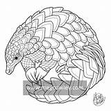 Pangolin Coloring Colouring Getdrawings Drawing 800px 1kb sketch template