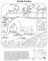 Coloring Florida Panther Animals Pages Animal Endangered Panthers Kids Everglades Drawing Domain Public Color Printable Species Sheets Wpclipart Clip Drawings sketch template