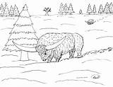 Bison Prehistoric Smilodon Antiquus Called Coloring Pages sketch template