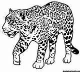 Panthera Onca sketch template