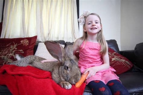 darius the rabbit from worcester is the world s biggest easter bunny