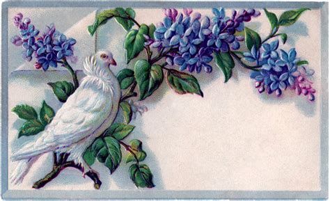 vintage lilacs   graphics fairy