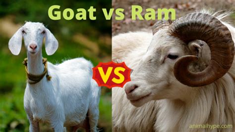 goat  ram    difference animal hype