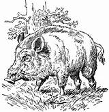 Boar Sanglier Imprimer Coloriage Coloriages Wildschwein Dessin Tiere Pig Hog Colorier Usf Hirsch новости Gratuits sketch template