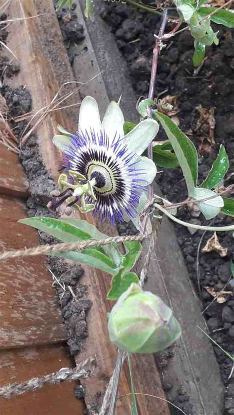 Passion Flowers A Growers Guide Homegrown Herb Garden
