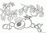 Fruits Coloring Peach Apricot Pages Plum sketch template