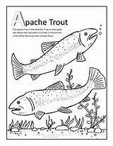 Coloring Trout Apache Pages Fish Trouts Artwork Coloringbay Choose Board sketch template