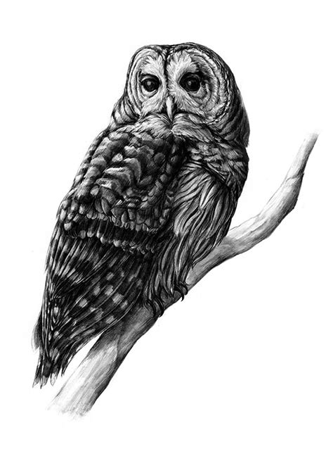 barred owl drawing skill