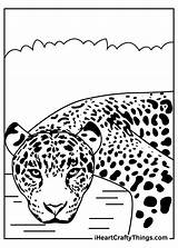 Coloring Jaguars Iheartcraftythings sketch template