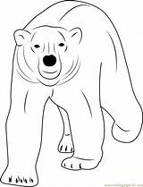 Bear Polar Coloring Walking Coloringpages101 Printable Sitting Bears Animals Template sketch template