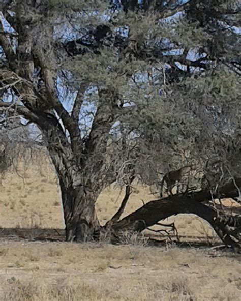 cheetah  camelthorn tree kalahari wwwafricanwellnesstravelcom
