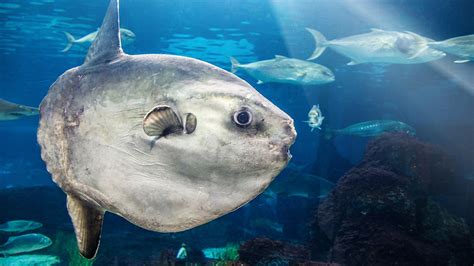 massive sunfish   california beach     worlds rarest