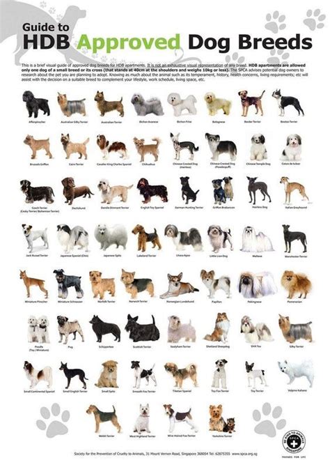 pin  deunique debra  animal dog dog breeds list dog breeds