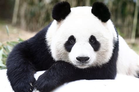 berlin zoo     giant pandas