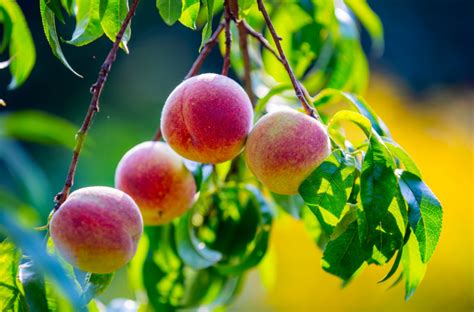 colorado peaches food smart colorado