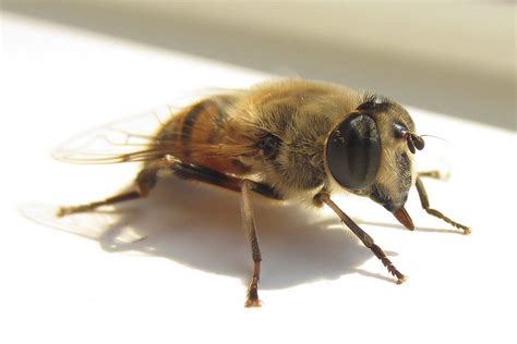 drone male bee sergey lysikov flickr