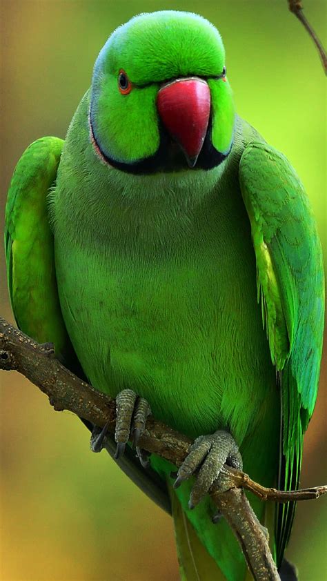 green parrot images hd wallpaper infoupdateorg