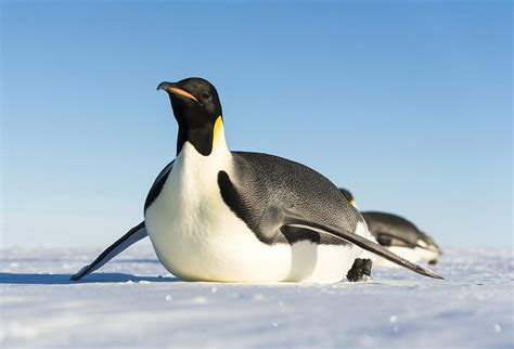 emperor penguin facts  kids yourkidsplanetcom