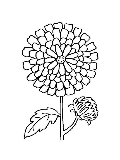 coloring pages  marigold coloring pages  kids