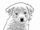 Coloring Terrier Boston Pages Printable Popular Library Clipart Coloringhome Sketch sketch template
