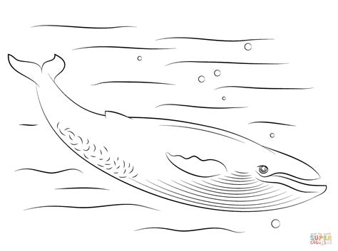 cute blue whale coloring page  printable coloring pages
