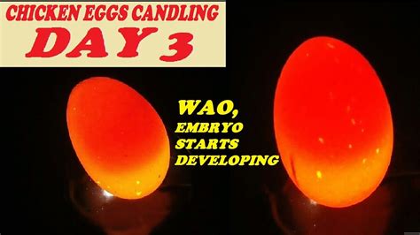 Chicken Eggs Candling Day 3 How To Candle Chicken Eggs