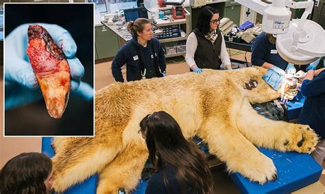 Boris The Polar Bear Gets Three Teeth Pulled At Washington