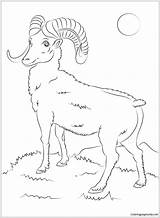 Sheep Coloring Mountain Bighorn Pages Printable Drawing Color Coloringbay Print sketch template