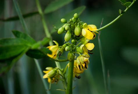 Plant Of The Week Wild Senna The High Line