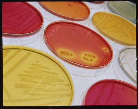 petri dishes  samples stock image  science