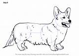 Corgi Draw Welsh Step Drawing Dogs Tutorials Drawingtutorials101 sketch template
