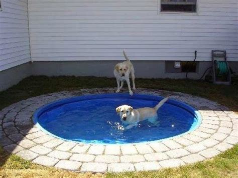 build  diy dog pool    pup cool healthy paws