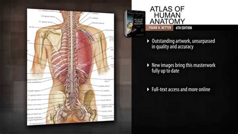 frank  netter atlas  human anatomy  vastpolar
