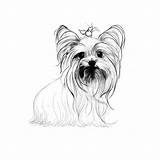 Terrier Yorkie Yorkies Teacup Chien sketch template