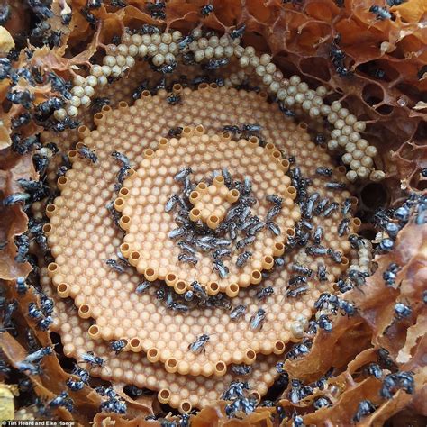 spectacular images show the crystal like hives of stingless bees