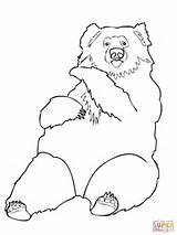 Sloth Bear Coloring India Pages Printable Drawing Categories Supercoloring sketch template