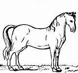 Horse Andalusian Coloring Coloringcrew Farm Animals sketch template