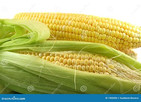 fresh corn stock photo image  organic diet popcorn