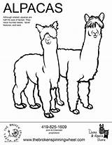 Coloring Alpaca Pages Printable Popular sketch template