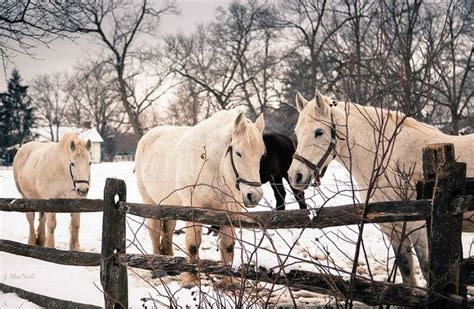 percherons flickr photo sharing  horse coloring horse