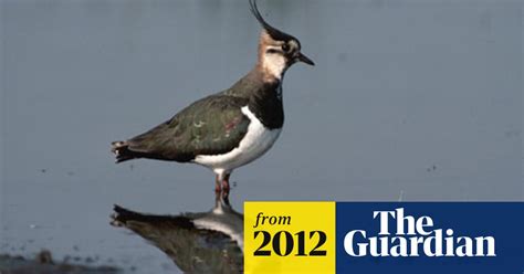 wading bird numbers in decline birds the guardian