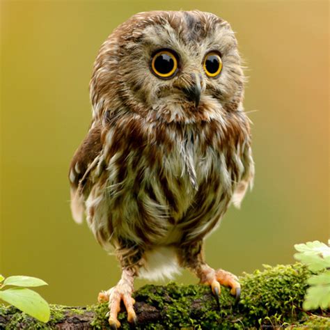 stunning owl pictures   inspire  themes company design concepts  life