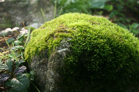 rolling stone gathers  moss travel write