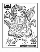 Orangutan Mammal Bornean sketch template
