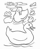 Coloring Family Easter Drawing Duck Ducks Kids Sheets Pages Colouring Pond Preschool Color Printable Duckling Little Kindergarten Gif Drawings Happy sketch template